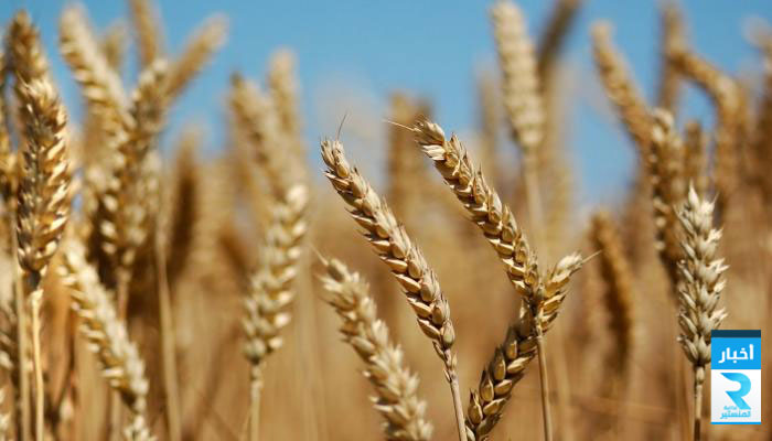 79-163642-tender-wheat-tunisia_700x400