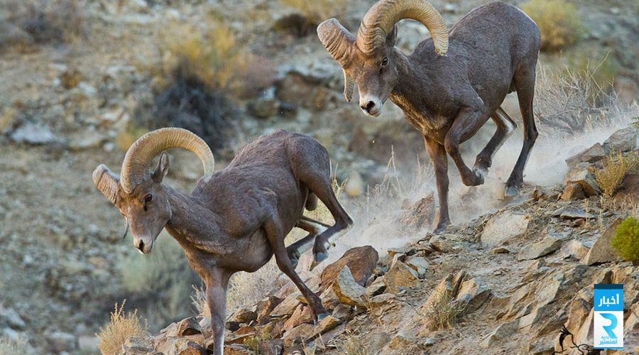Desert-bighorn-sheep-has-stocky-body-short-tail-sharp-hooves-and-large-horns.