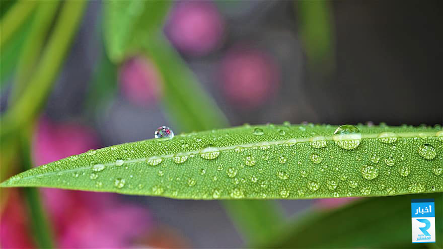 background-pattern-drop-of-water-wet-moist-summer-rain-green-pink-oleander