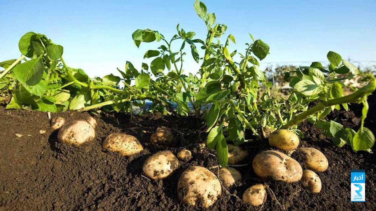 كيف-تزرع-البطاطس-1200x675