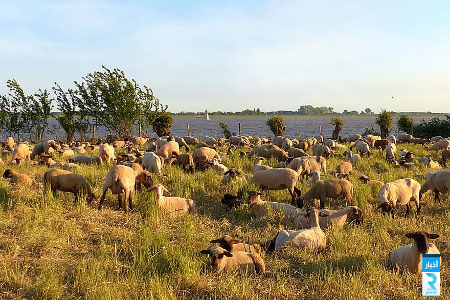 animal-sheep-ovillus-flock-of-sheep-dike-sea-elbe-evening-sun