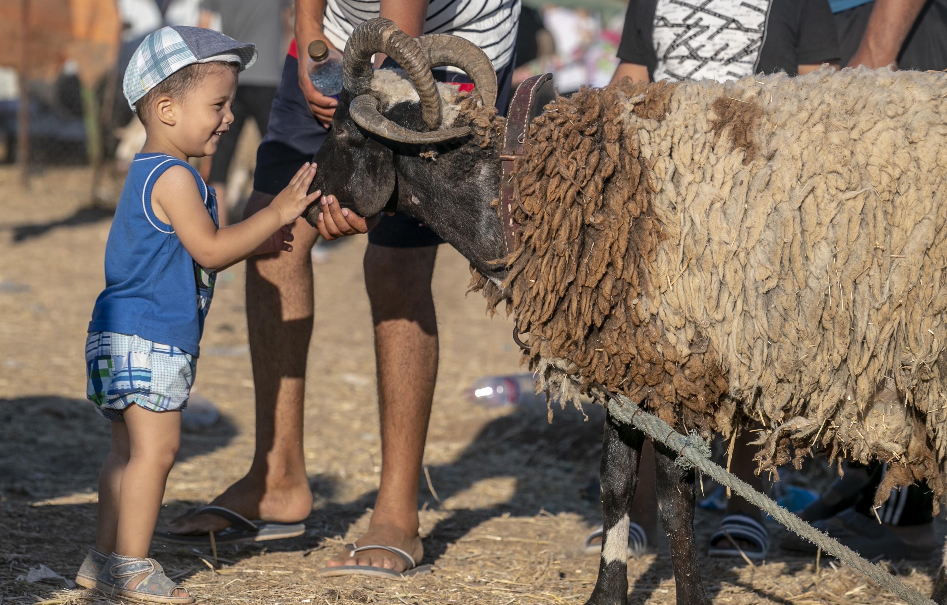 Eid al-Adha preparations in Tunisia