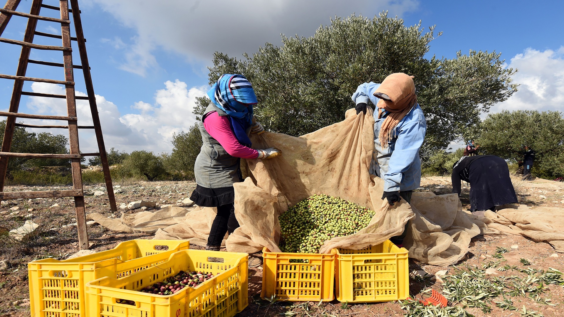 TUNISIA-AGRICULTURE-ECONOMY-OLIVE